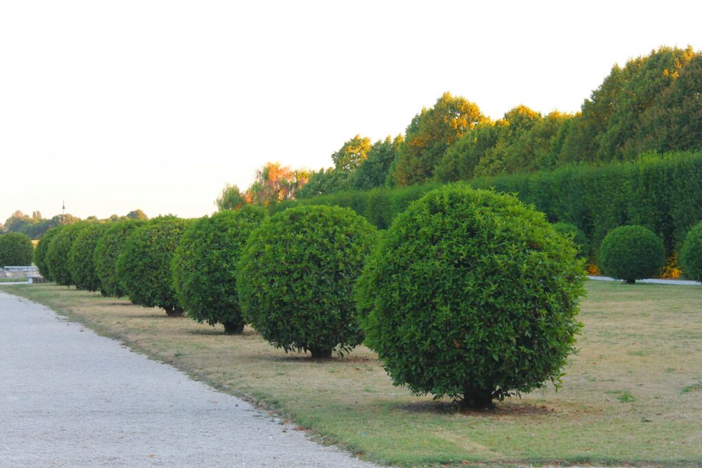 A serene outdoor garden with neatly trimmed green shrubs lining a walking path.